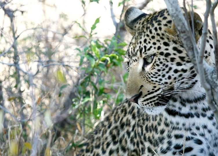Leopard on the Thornybush Game Reserve