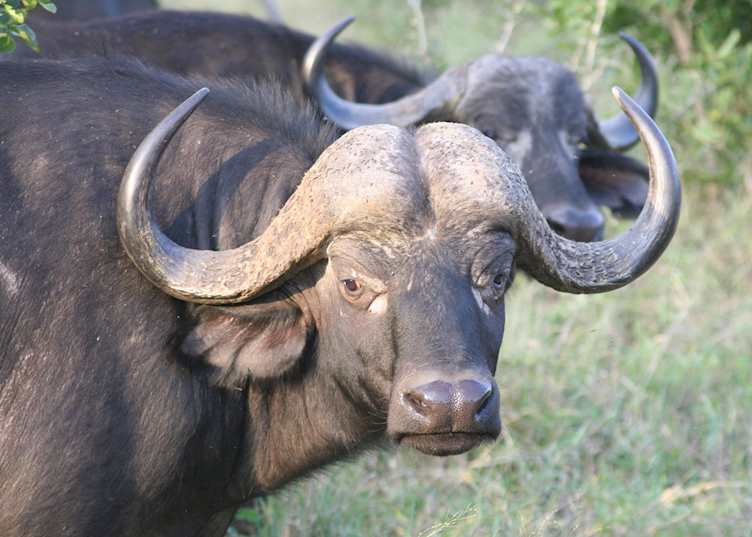 Buffalo herd, The Sabi Sabi Wildtuin
