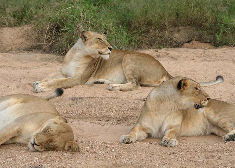 Pride of lion, Thornybush Private Game Reserve
