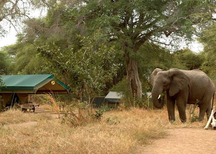 Elephant visiting Mdonya Old River Camp, Ruaha National Park