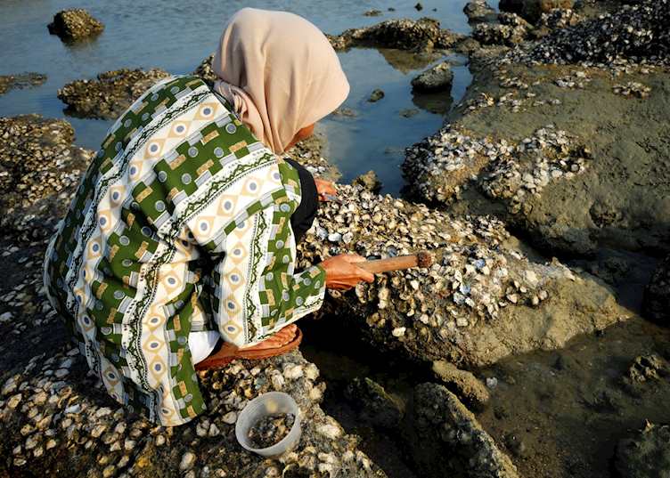 Collecting mussels, Kuala Terengganu