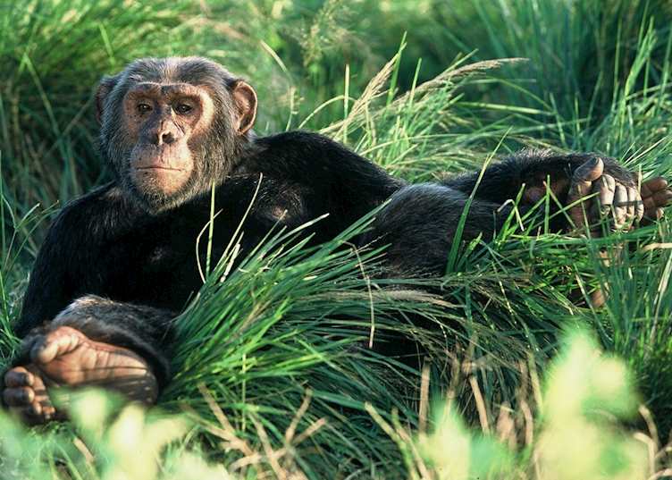 Ngamba Island Chimpanzee Sanctuary, Uganda