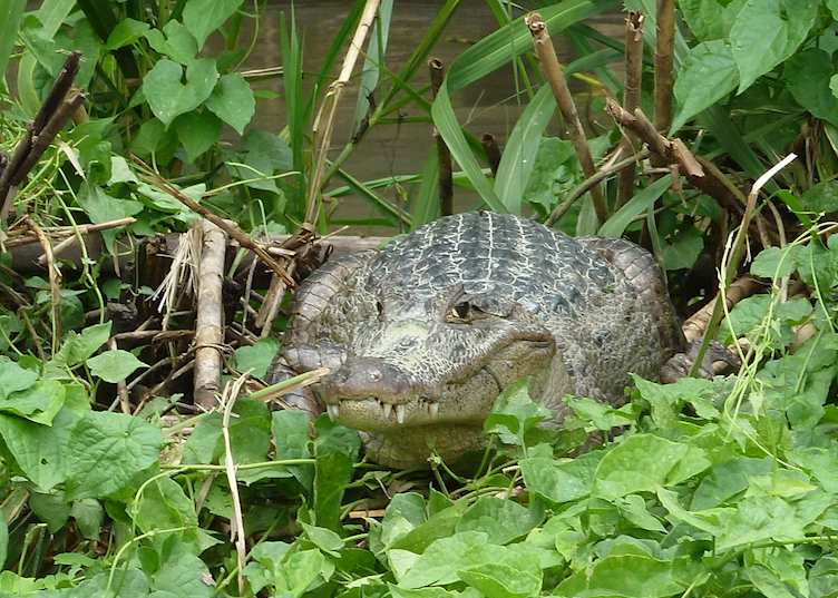 Caiman, Tortuguero National Park, Costa Rica