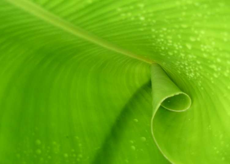 Flora at Tortuguero National Park