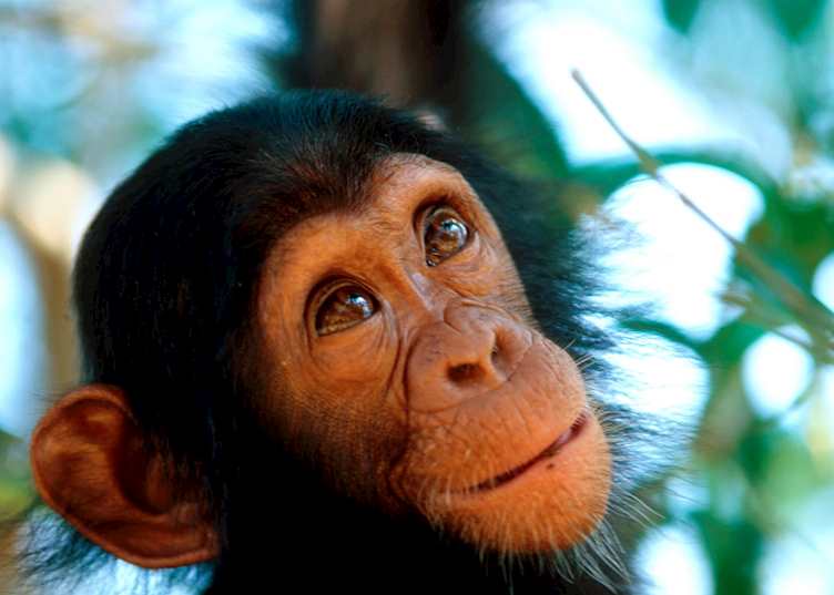 Young chimpanzee in the Kibale Forest