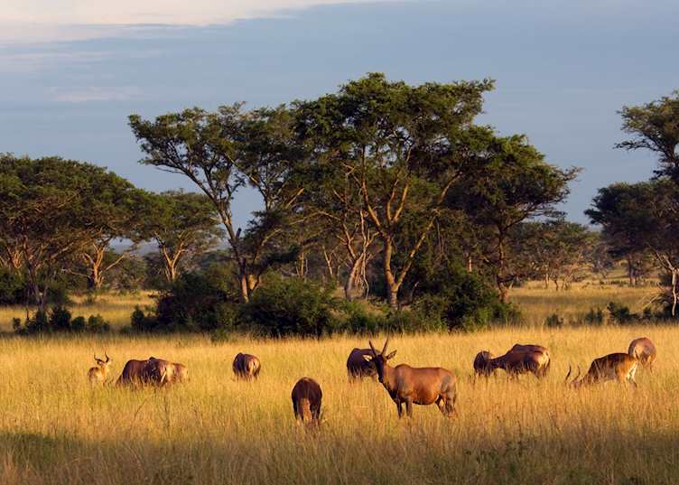 Topi, Queen Elizabeth National Park