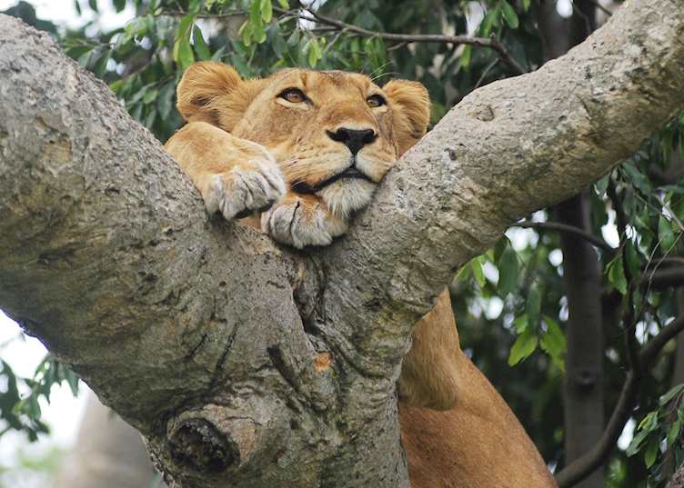Tree-climbing lion, Ishasha