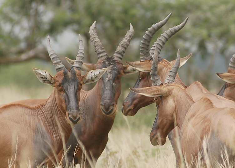 Topi herd, Ishasha