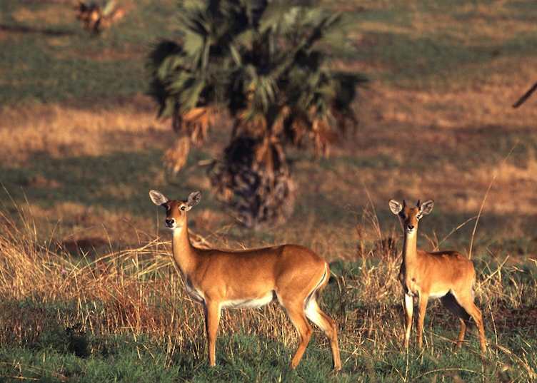 Ugandan kob, Semliki Wildlife Reserve