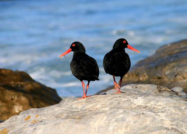 African black oystercatchers, Langebaan lagoon