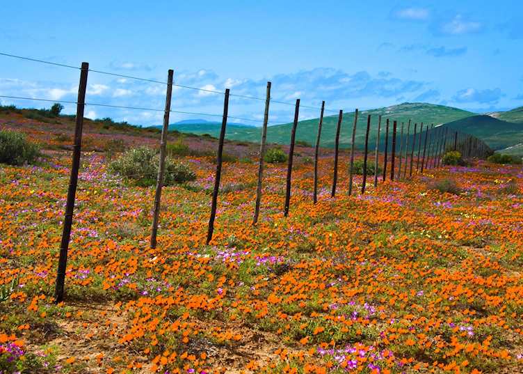 Spring flowers, Namaqualand