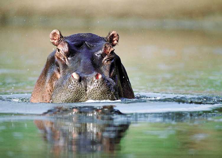 Hippo, Shamwari