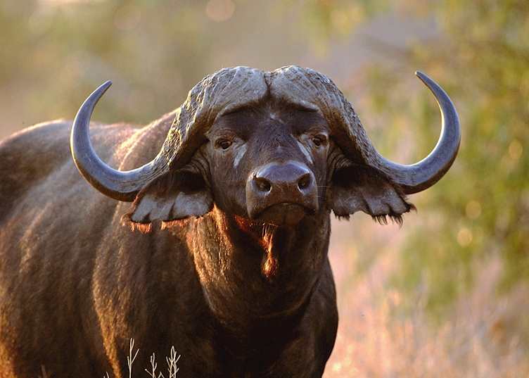 Buffalo, Phinda Private Game Reserve