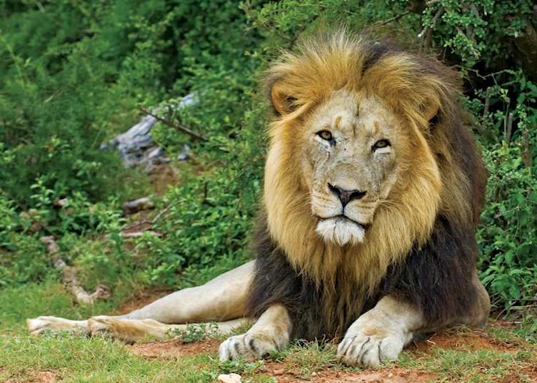 Kalahari black-maned lion, Tswalu Kalahari Reserve