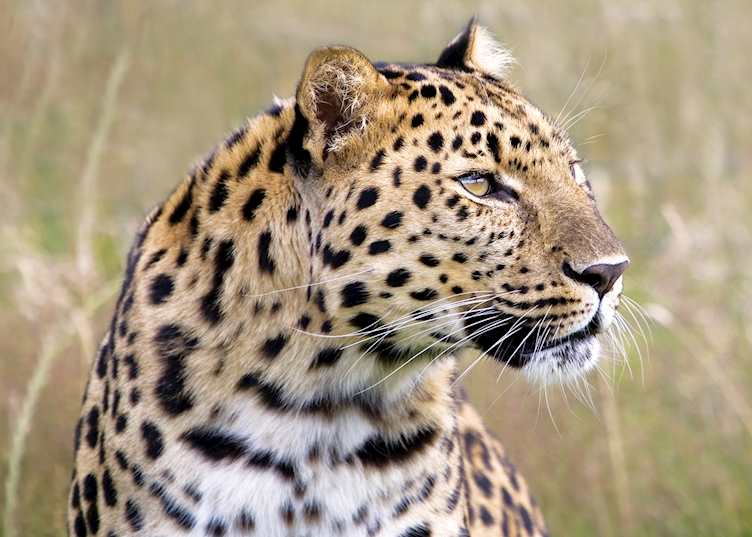 Leopard, Shamwari