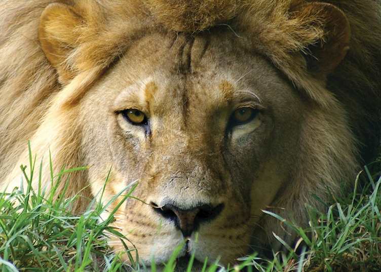 Lion in the Eastern Cape