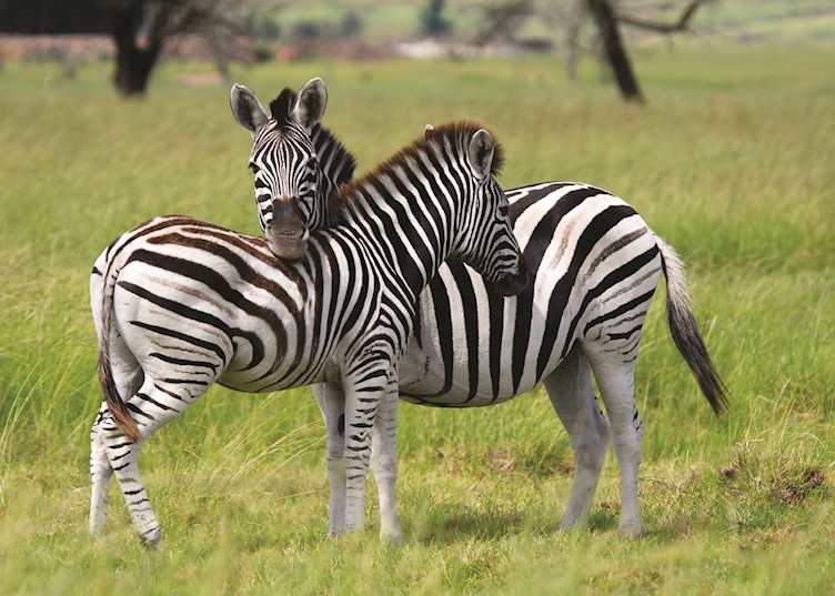 Zebras in the Eastern Cape