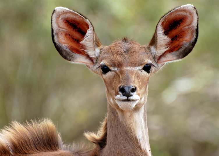 Kudu, Thornybush Private Game Reserve