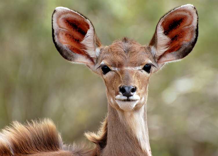 Kudu, Kruger National Park