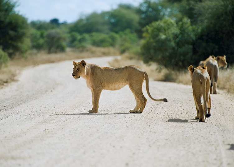 Lion pride, Kruger National Park