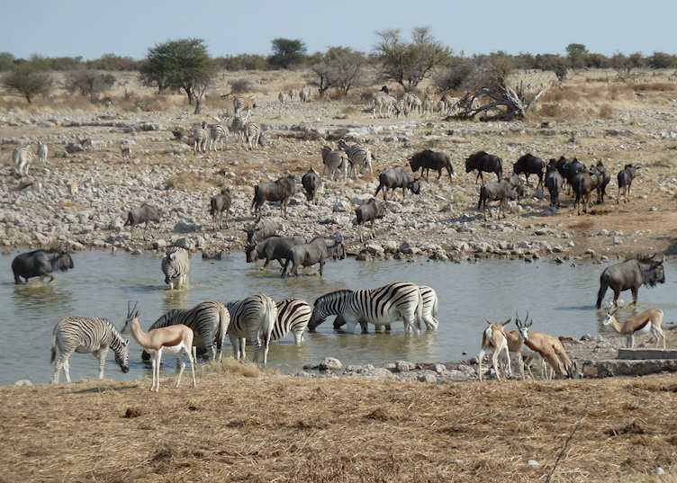 Waterhole at Okaukuejo Rest Camp, Etosha National Park