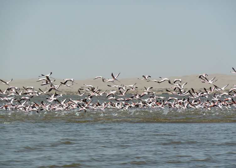 Flamingos Near Sandwich Harbour