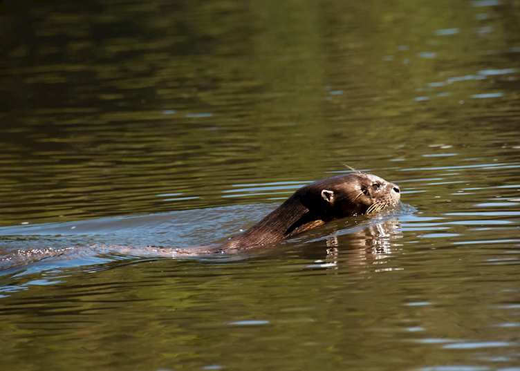 Giant River Otter, Brazil