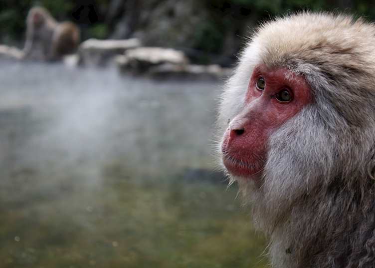 Japanese macaque, Yudanaka