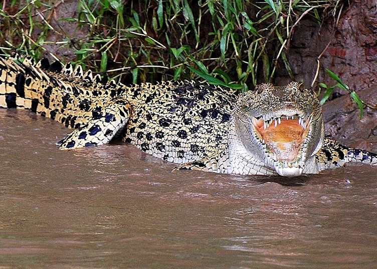 Crocodile basking, Kinabatangan River, Malaysian Borneo