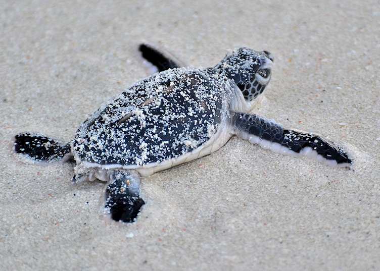 Turtle hatchling, Mataking Island