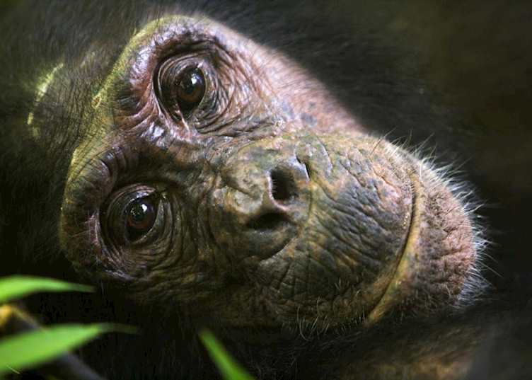 Chimpanzee, Mahale Mountains National Park
