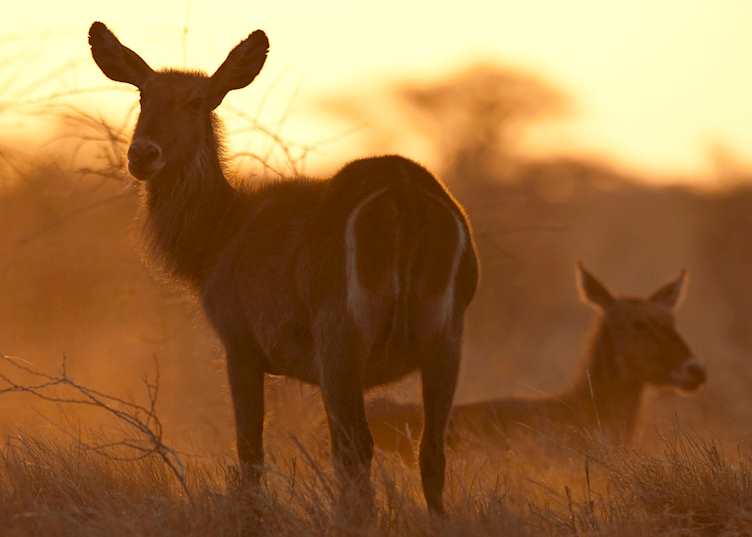 Waterbuck at dawn, Meru National Park