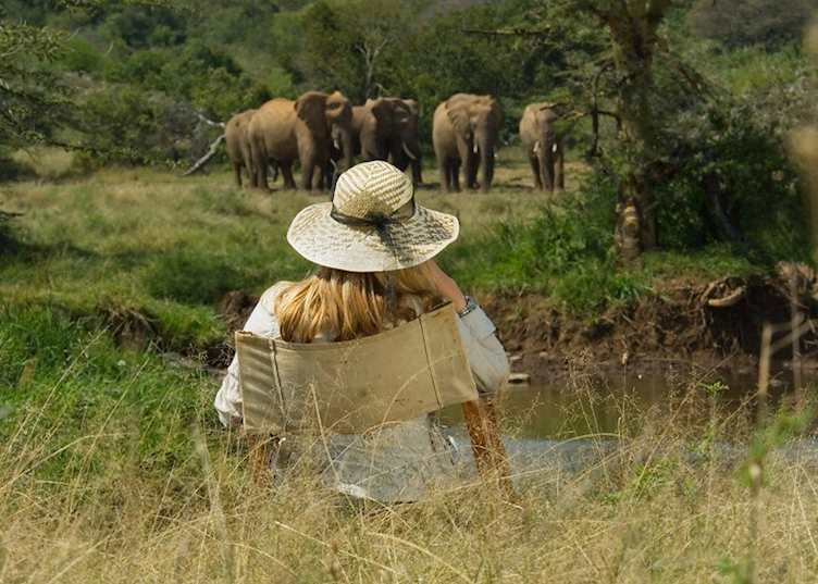 Elephants at breakfast, Sosian Ranch