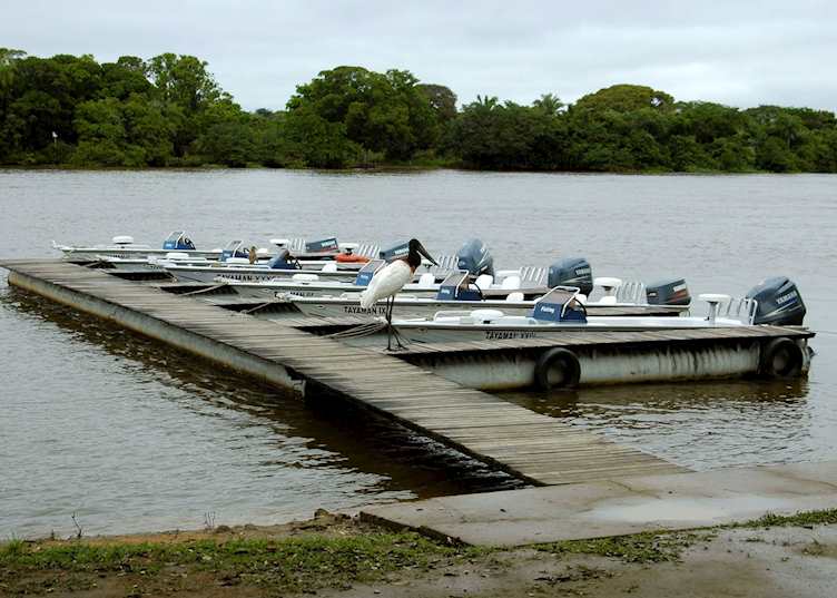 Jabiru stork examining the boats at Hotel Porto Jofre