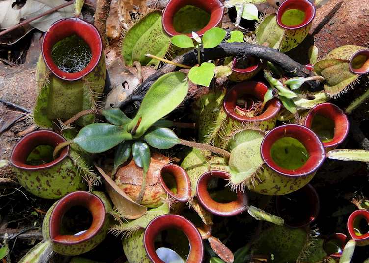 The carnivorous pitcher plant