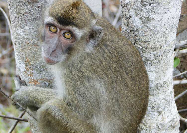 Adolescent macaque