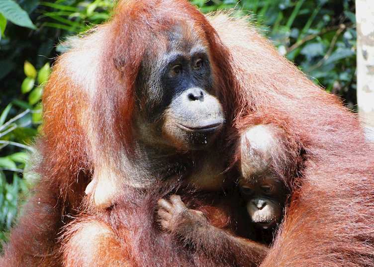 Mother and baby enjoying milk at the feeding platform