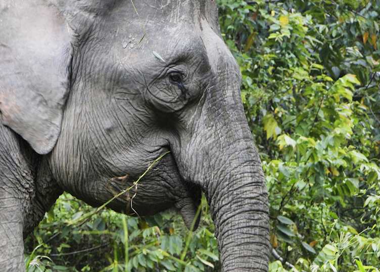 Female pygmy elephant, Kinabatangan River