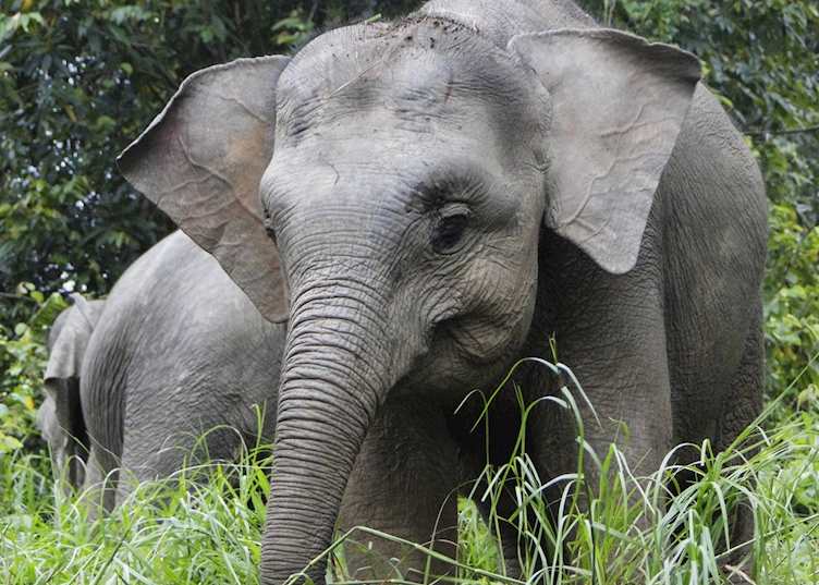 Pygmy elephant calf on the Kinabatangan River