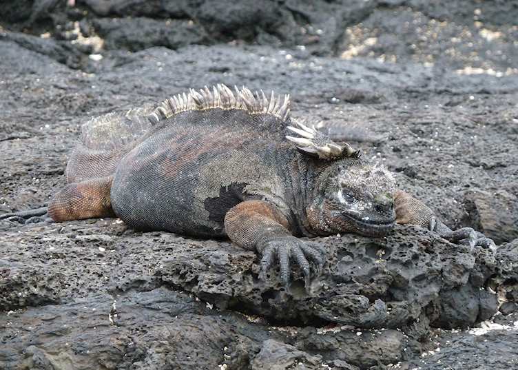 Marine iguana, Galapagos Islands, Ecuador