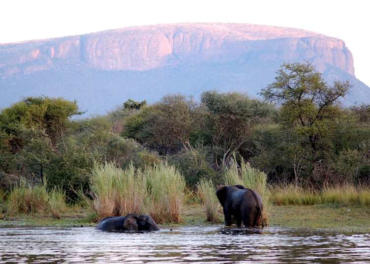 Elephants by the Waterberg Mountains.