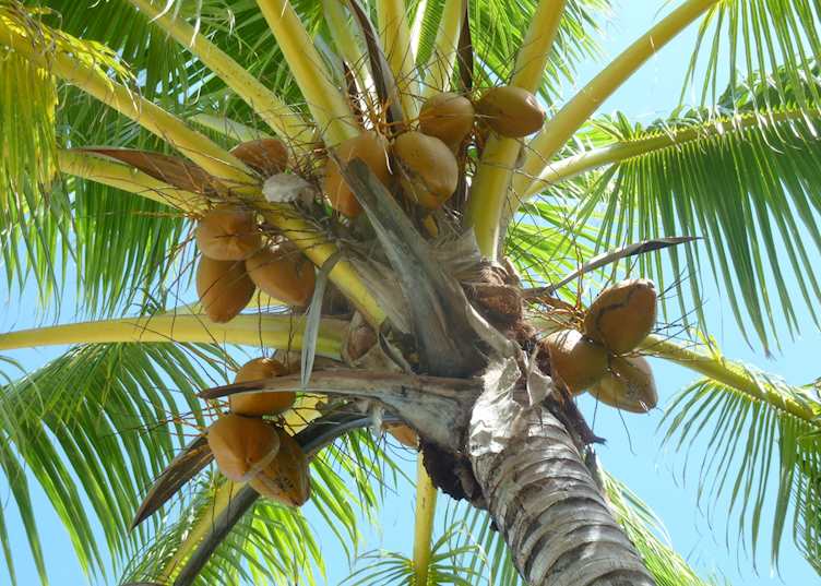 Coconut tree