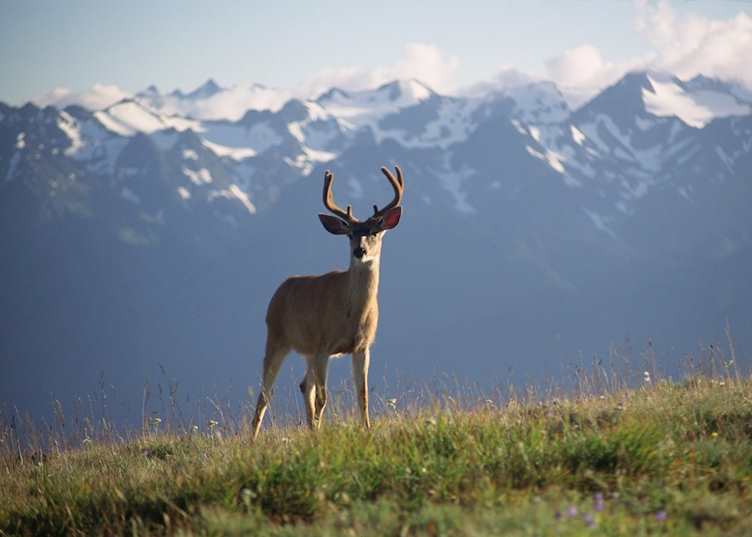 Deer on Hurricane Ridge, Olympic National Park