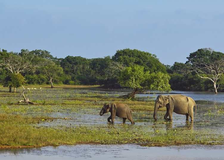 Wild Asian elephant, Yala
