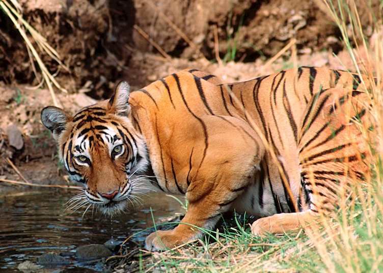 Tiger drinking