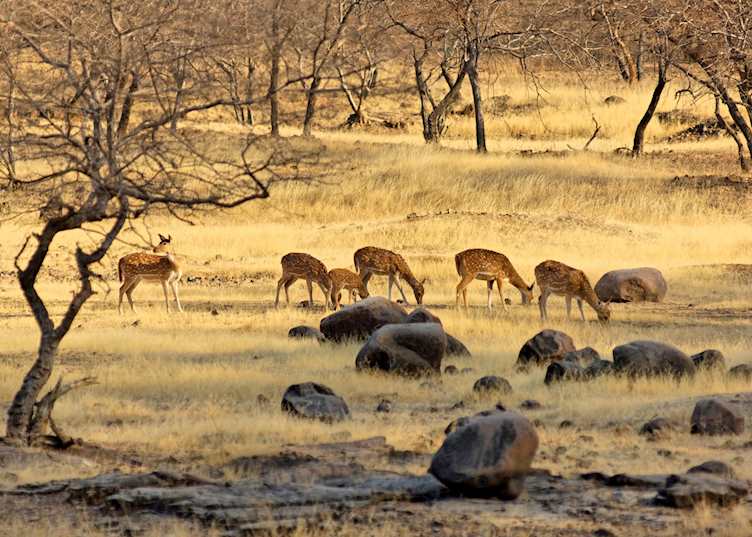 Spotted deer, Kanha National Park