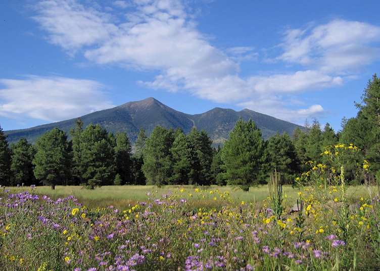 Peaks and flowers near Flagstaff