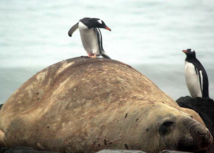 South Georgia, Antarctica