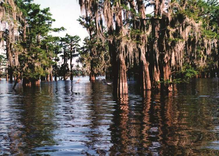 A swamp near Lafayette