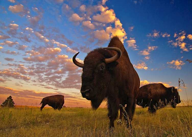 Bison in South Dakota